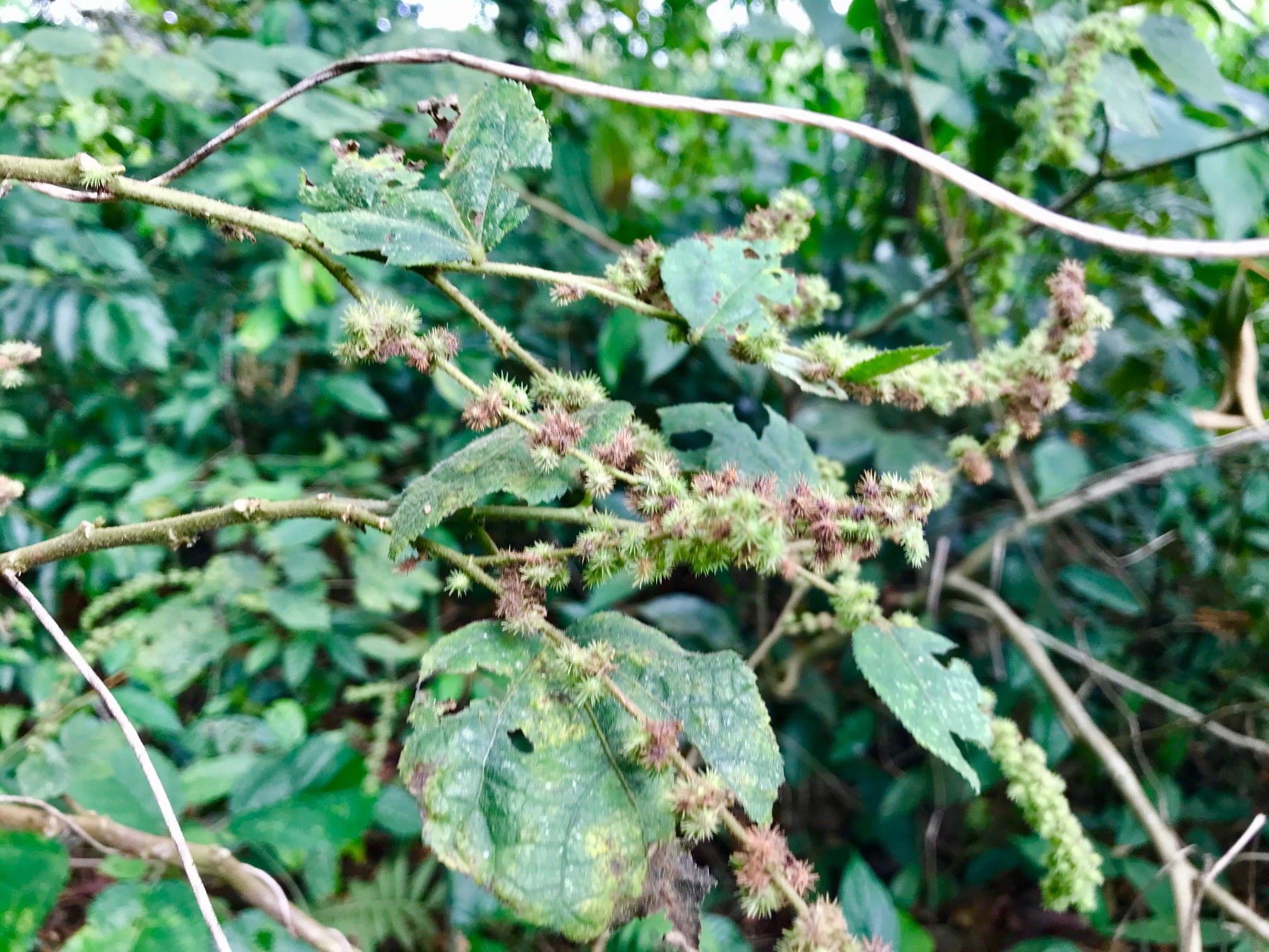 Conozca el mozote caballo una planta con grandes propiedad curativa