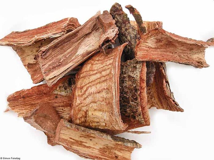 Planta Medicinal Mexicana que Tiene Propiedades Contra el Cáncer