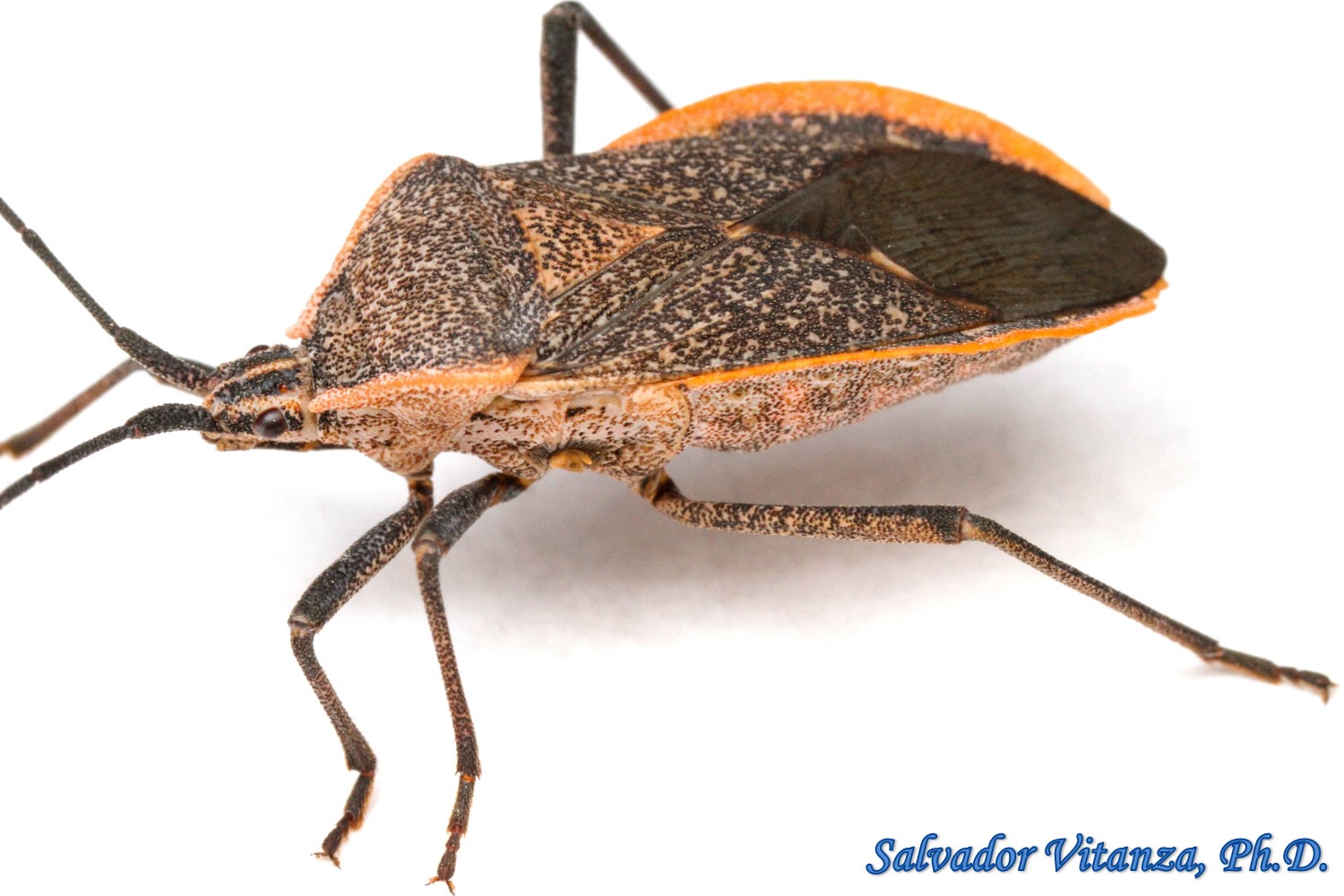 HemipteraHeteropteraCoreidaeAnasaSquash bug FEMALE (B) Urban