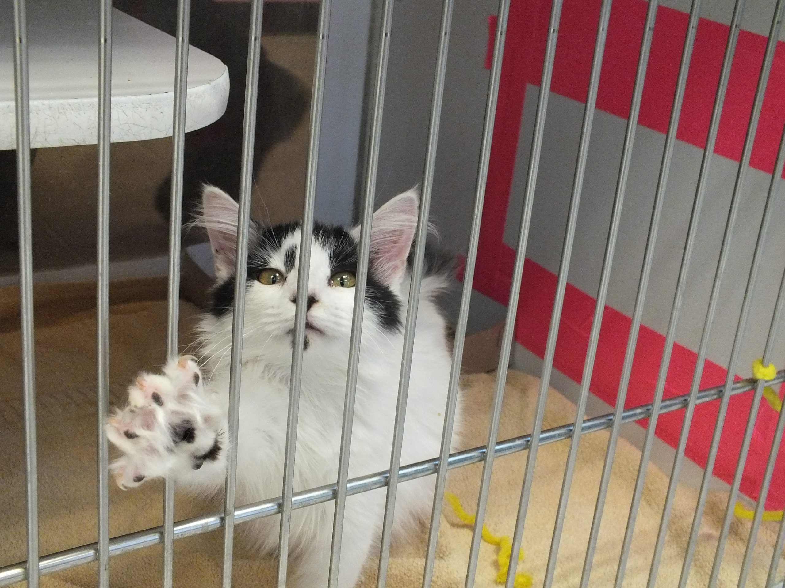 Do Dog Pounds Put Dogs Down