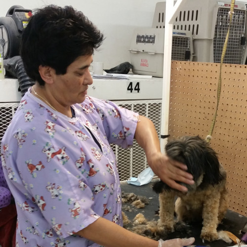 Appointments Julian's Pet Grooming