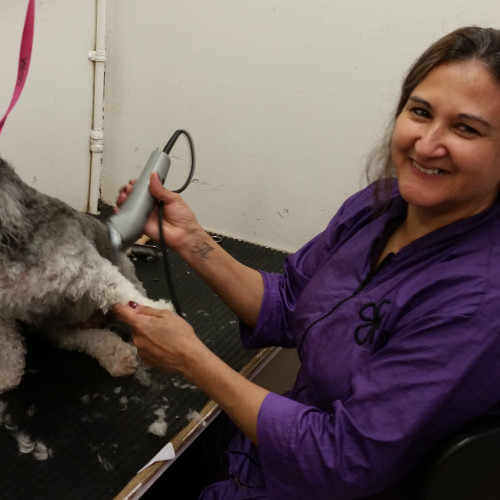 Appointments Julian's Pet Grooming