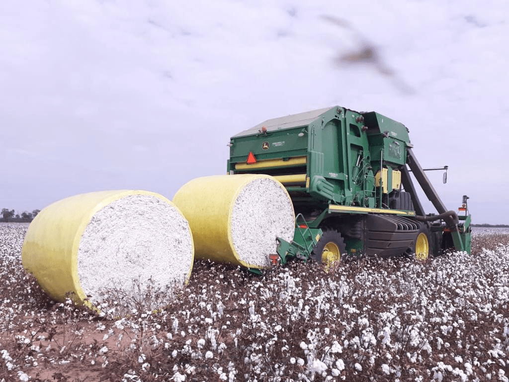 Argentina ya tiene sus primeros campos con Algodón certificado El