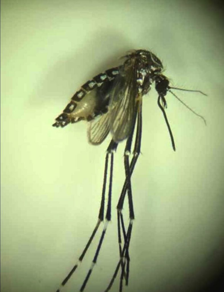 Confirman hallazgo de mosquito Aedes aegypti en Iquique﻿ El Reportero