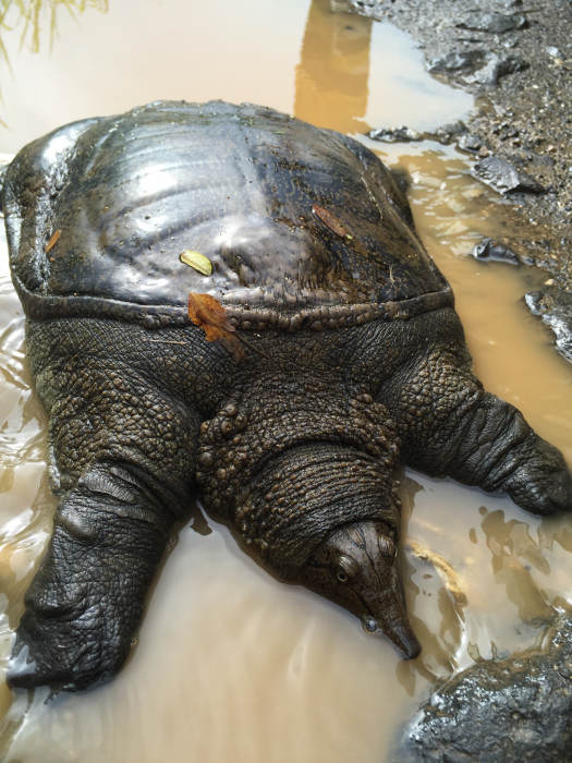 ¿Cuánto pesa una tortuga? La más grande y la más pequeña, el tamaño y el peso de las especies