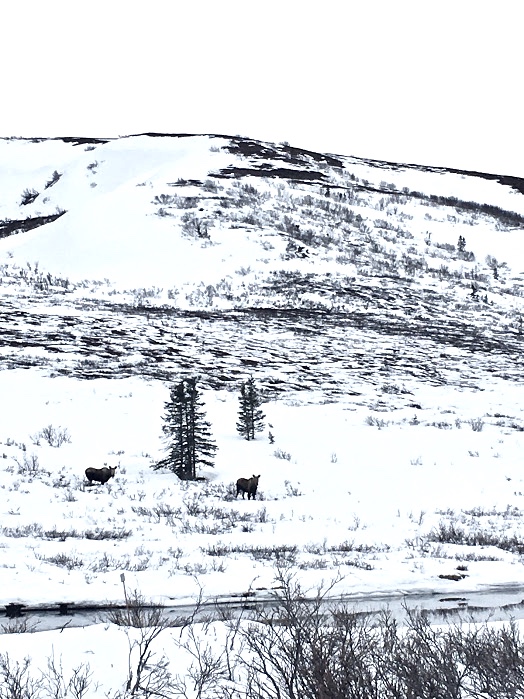 Seasonal Shift Final Winter Adventures at Fielding Lake Always Lost