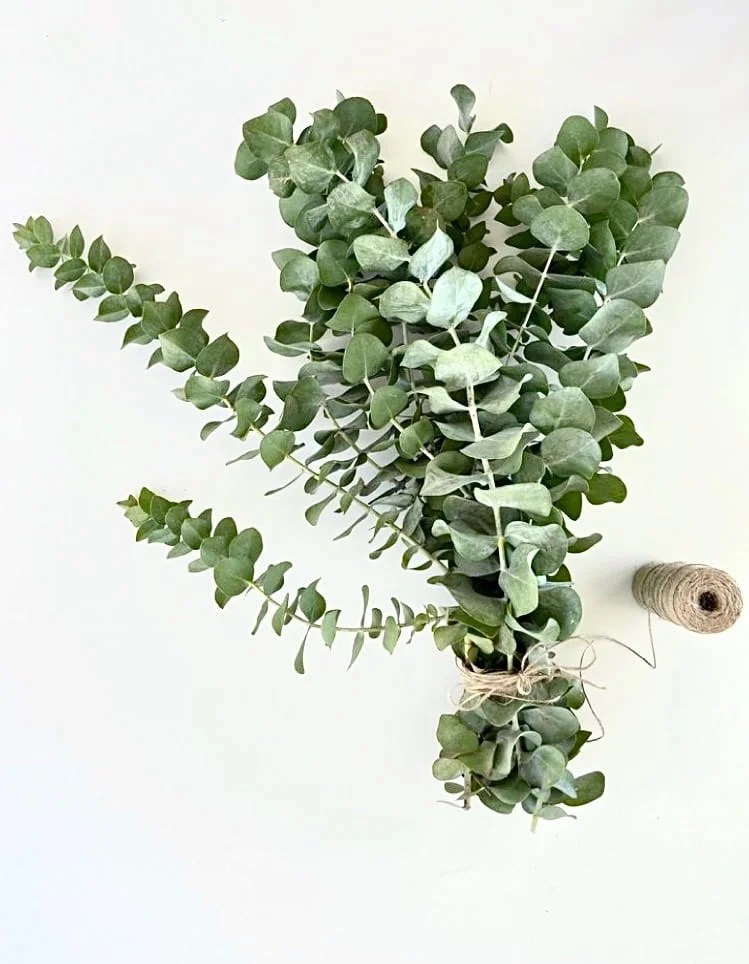 Fresh Eucalyptus Bunch Fresh Flowers Elsie and Oak