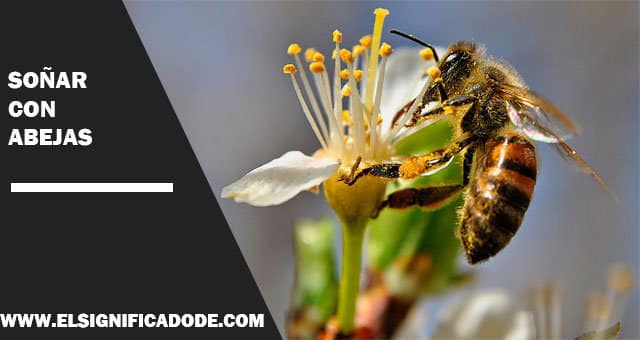 Significado de soñar con abejas