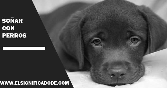 Soñar Con Perros ¿Que significado tiene este sueño?