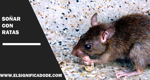 Significado e Interpretaciones de Soñar con Ratas