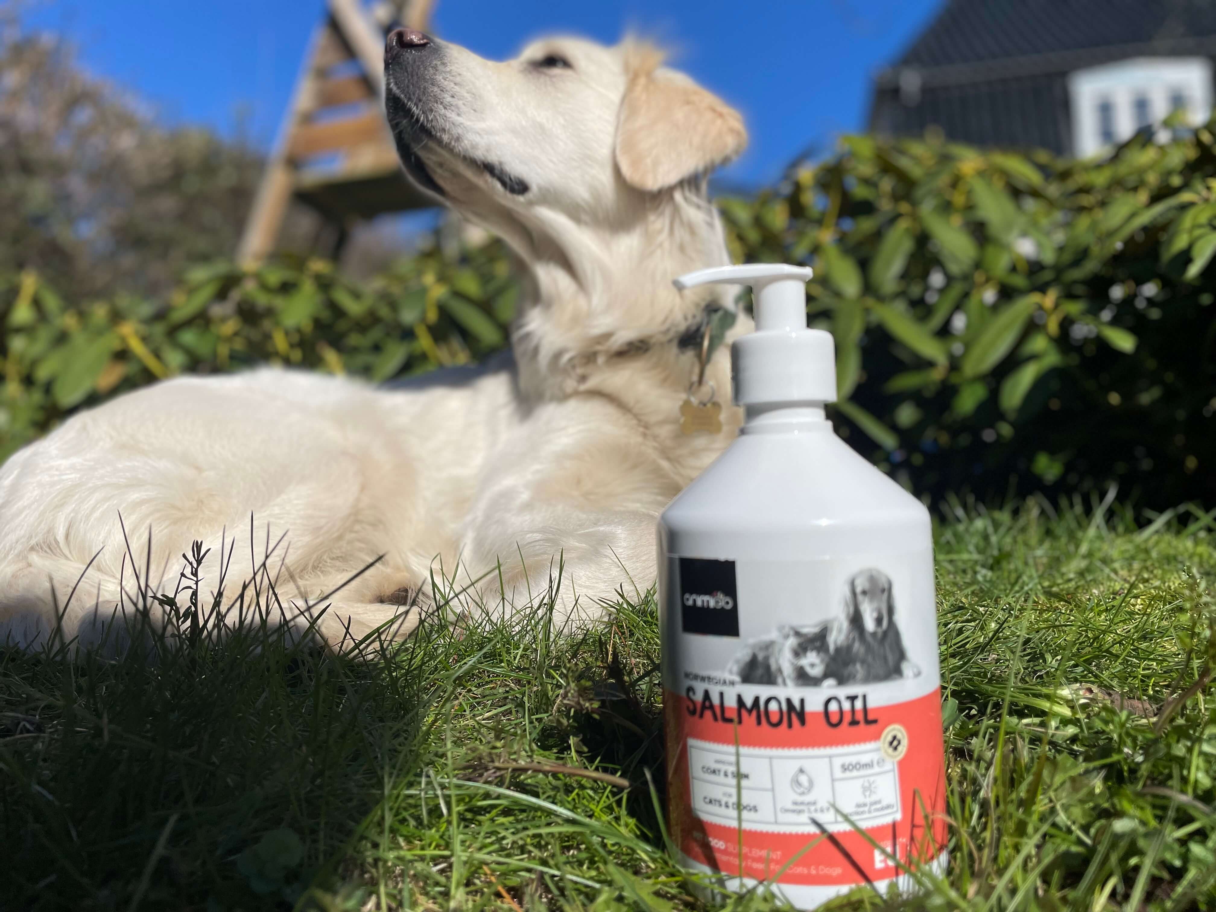 6 Bedste Lakseolier Til Hunde i 2024 Elskerdyr