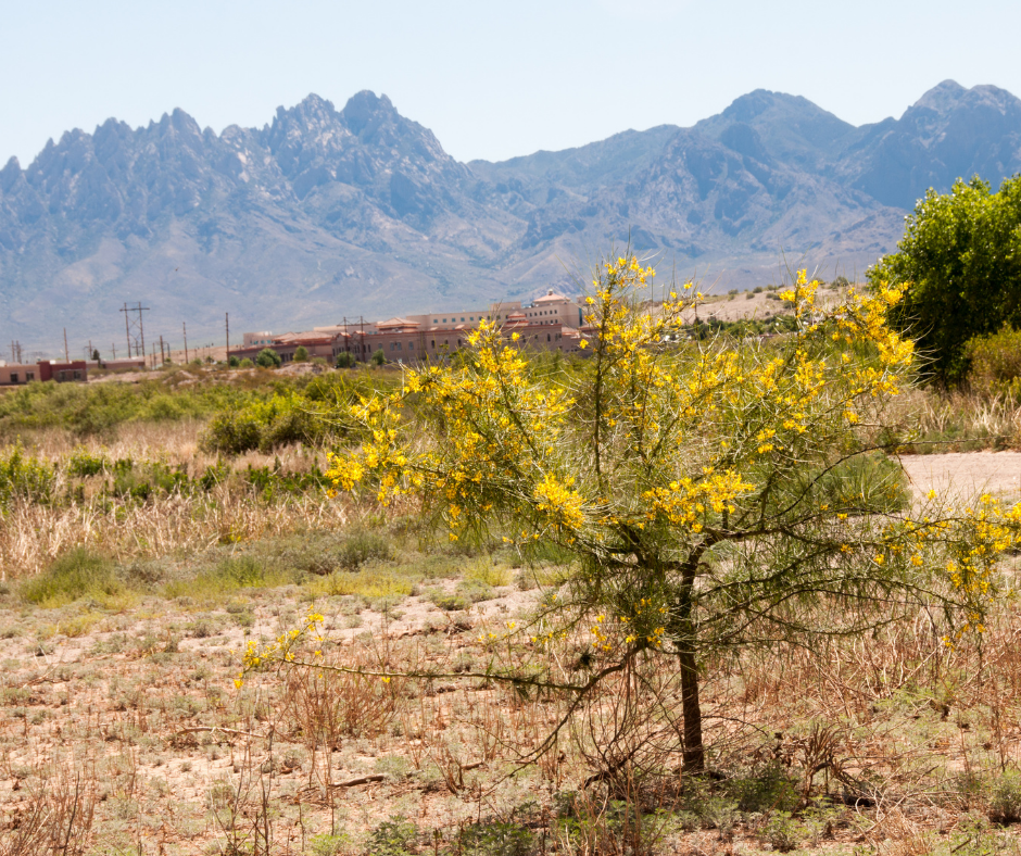 Everything You Should Know About the State Tree of Arizona The Palo