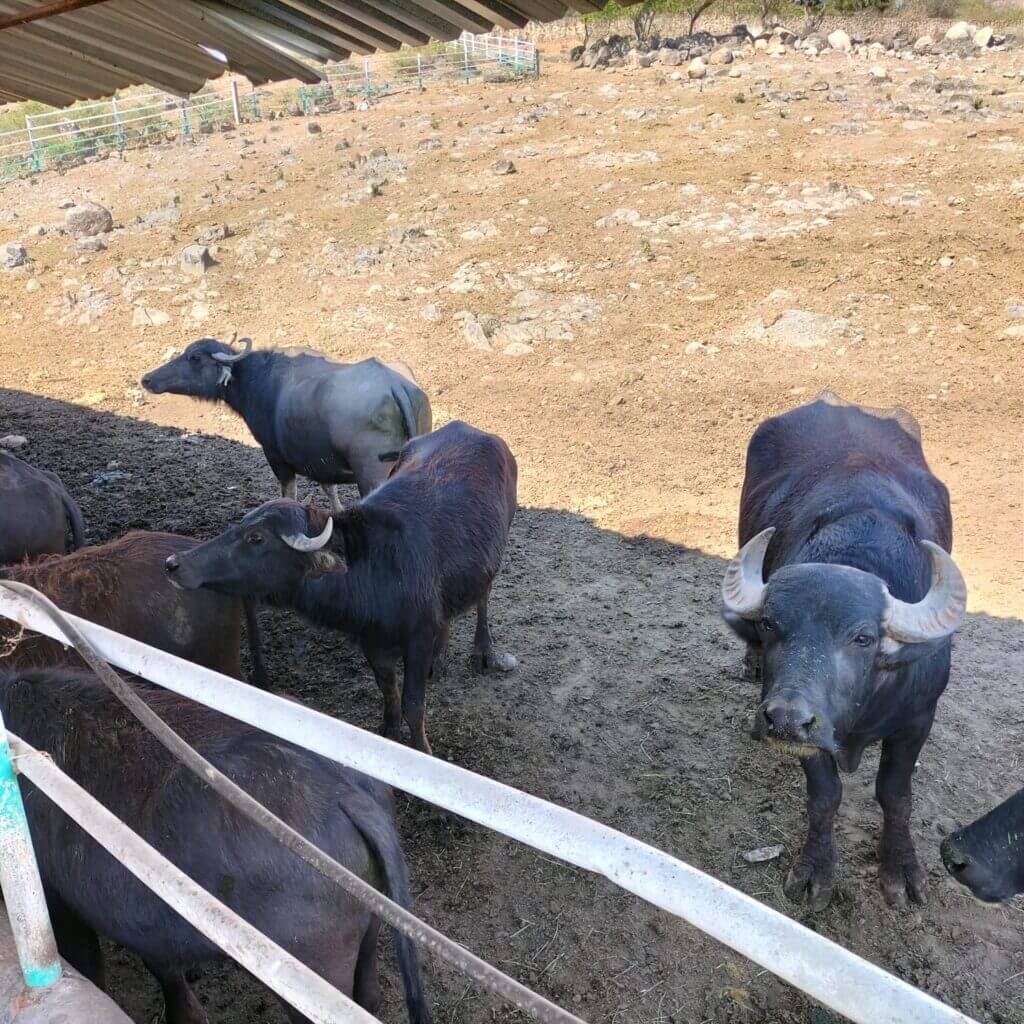 , En Cateo, encuentra FGR un tigre, avestruces y búfalos en San Gabriel