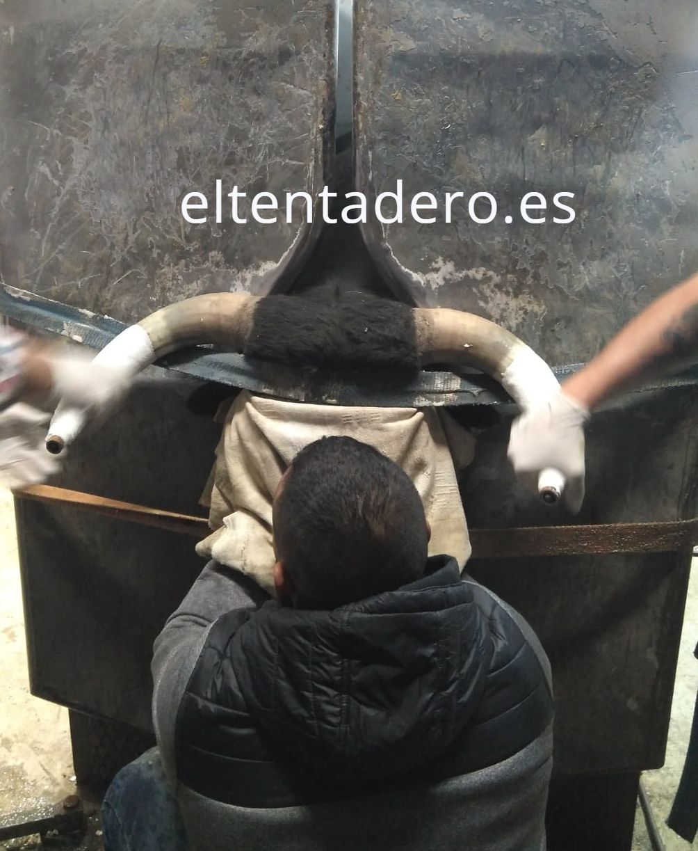 CURIOSO CUMPLE CUATRO AÑOS El mundo de los Toros