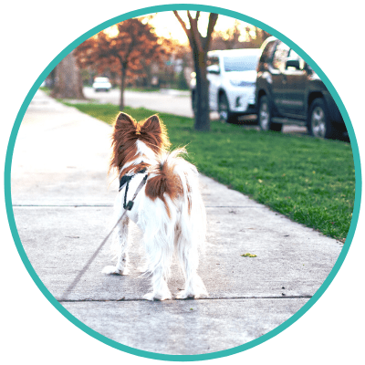 Do You Know the Secret to Effective Walks for Senior Dogs