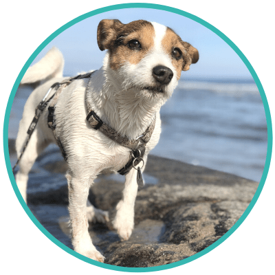 Do You Know the Secret to Effective Walks for Senior Dogs