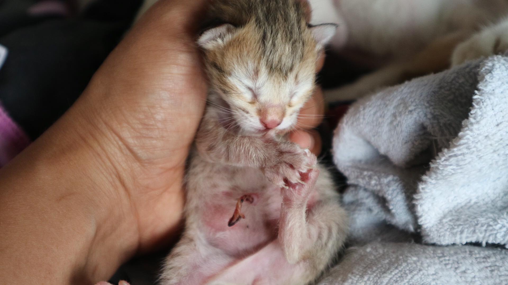 How to take care of 14 weeks old orphaned kittens. Elviajekaimana