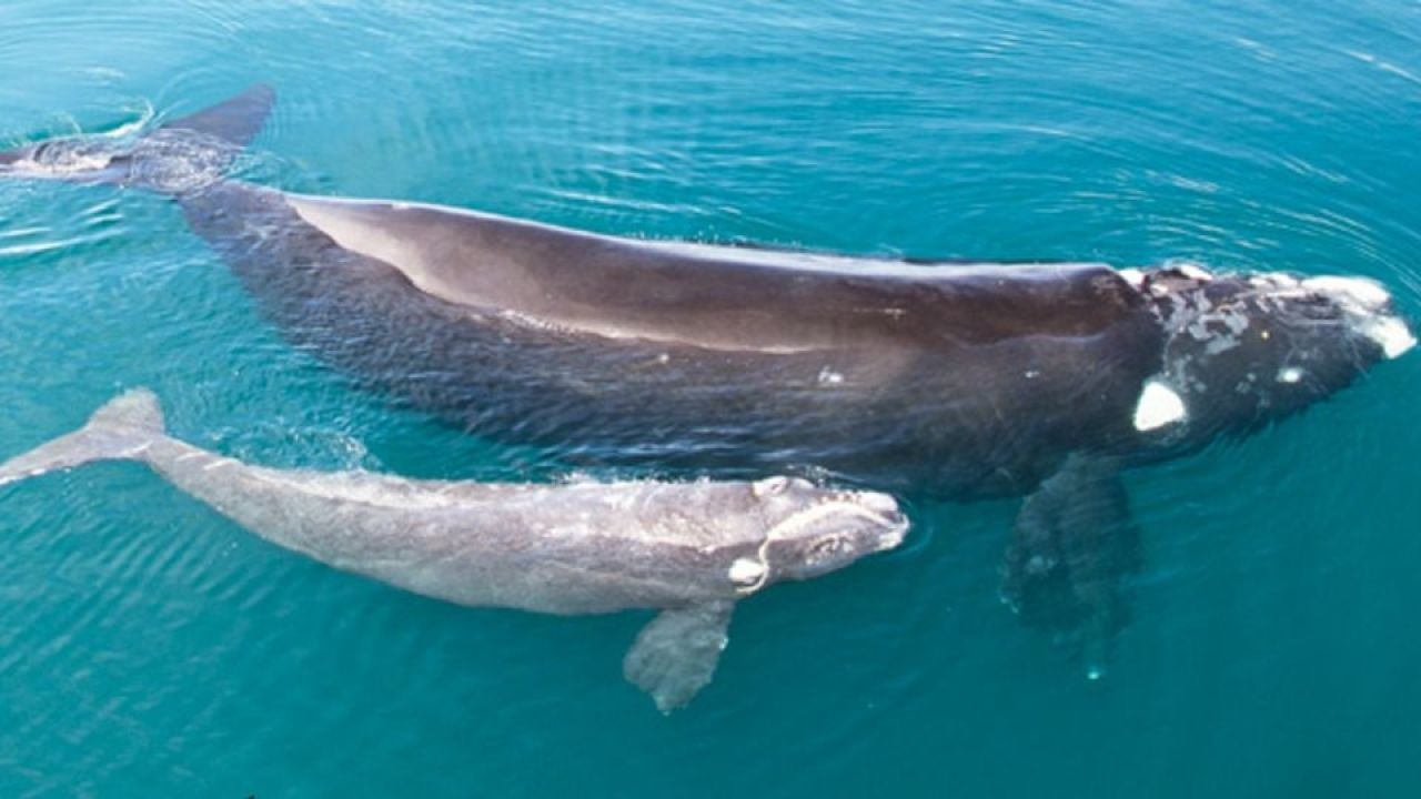 ¿CÓMO AMAMANTAN LAS BALLENAS A SUS CRÍAS El Vigía de Cuba