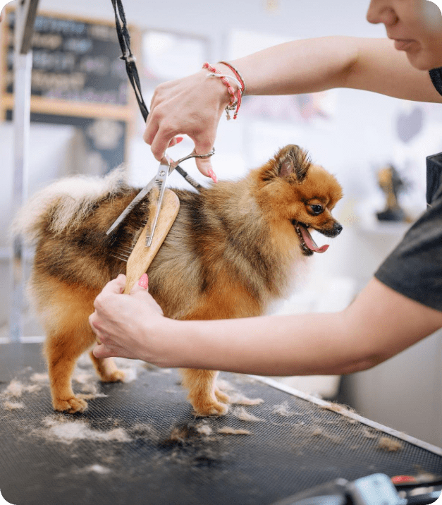 Salon Policy elysiem