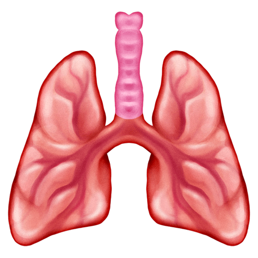 🫁 Lungs on Emojipedia Sample Images 13.0