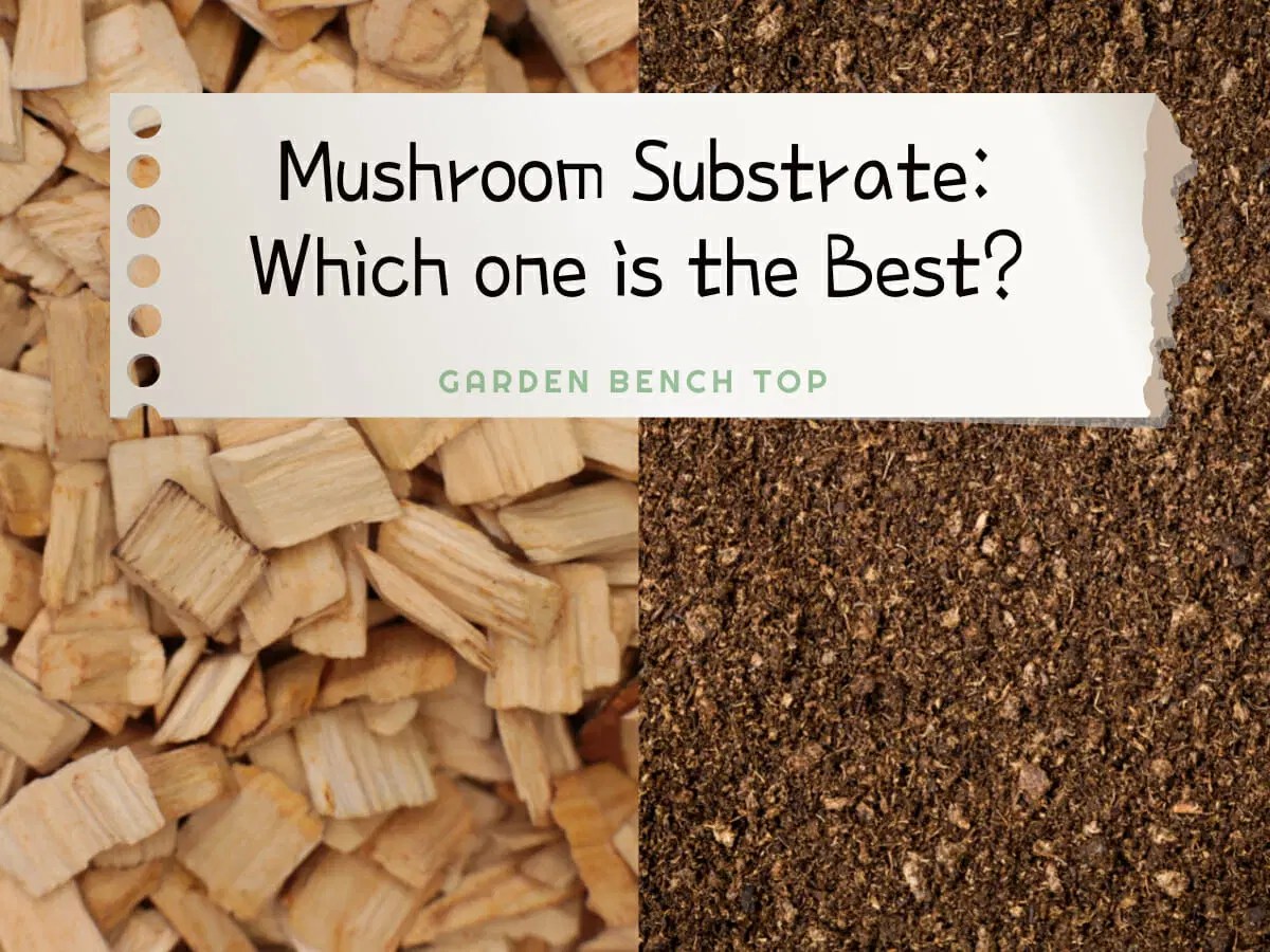 Mushroom Substrate A comprehensive Guide with Recipes