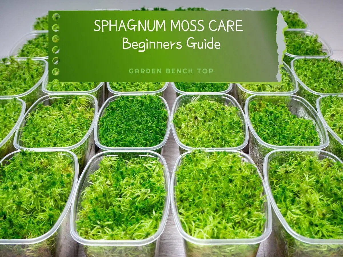 Sphagnum Moss Care Complete Beginners Guide