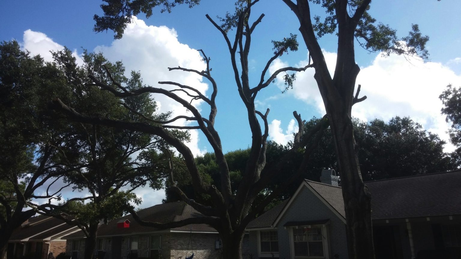 Four Bad Tree Pruning Mistakes To Avoid Embark Services