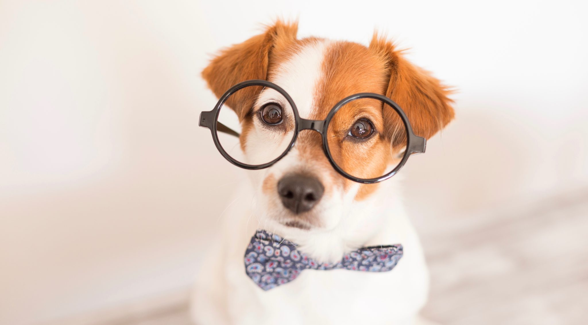 QUIZ Are You a Dog Breed Expert? Embark