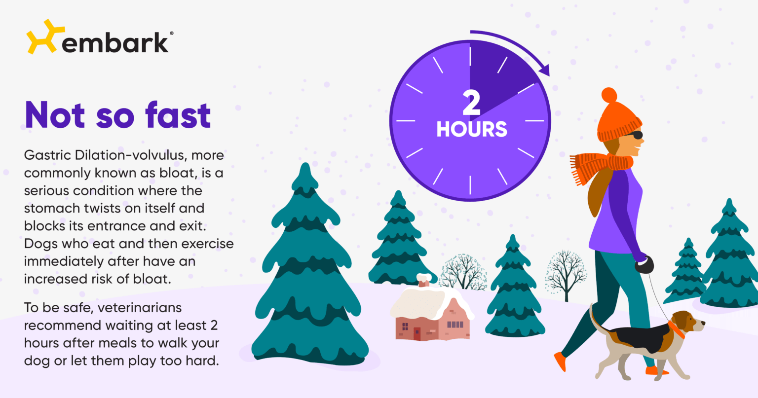 What's Your Dog's Holiday Routine? Embarkvet