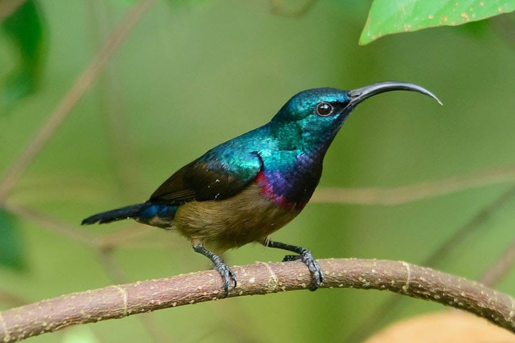 How Sunbirds Adapt to Their Environments EmbedCyan