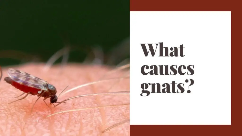 What causes gnats?