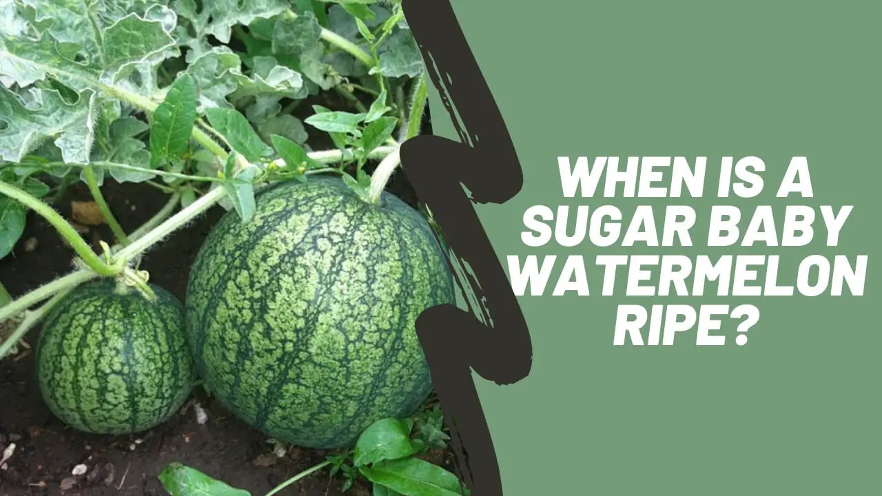 When is a sugar baby watermelon ripe? Emborahome When is a sugar baby watermelon ripe? Emborahome