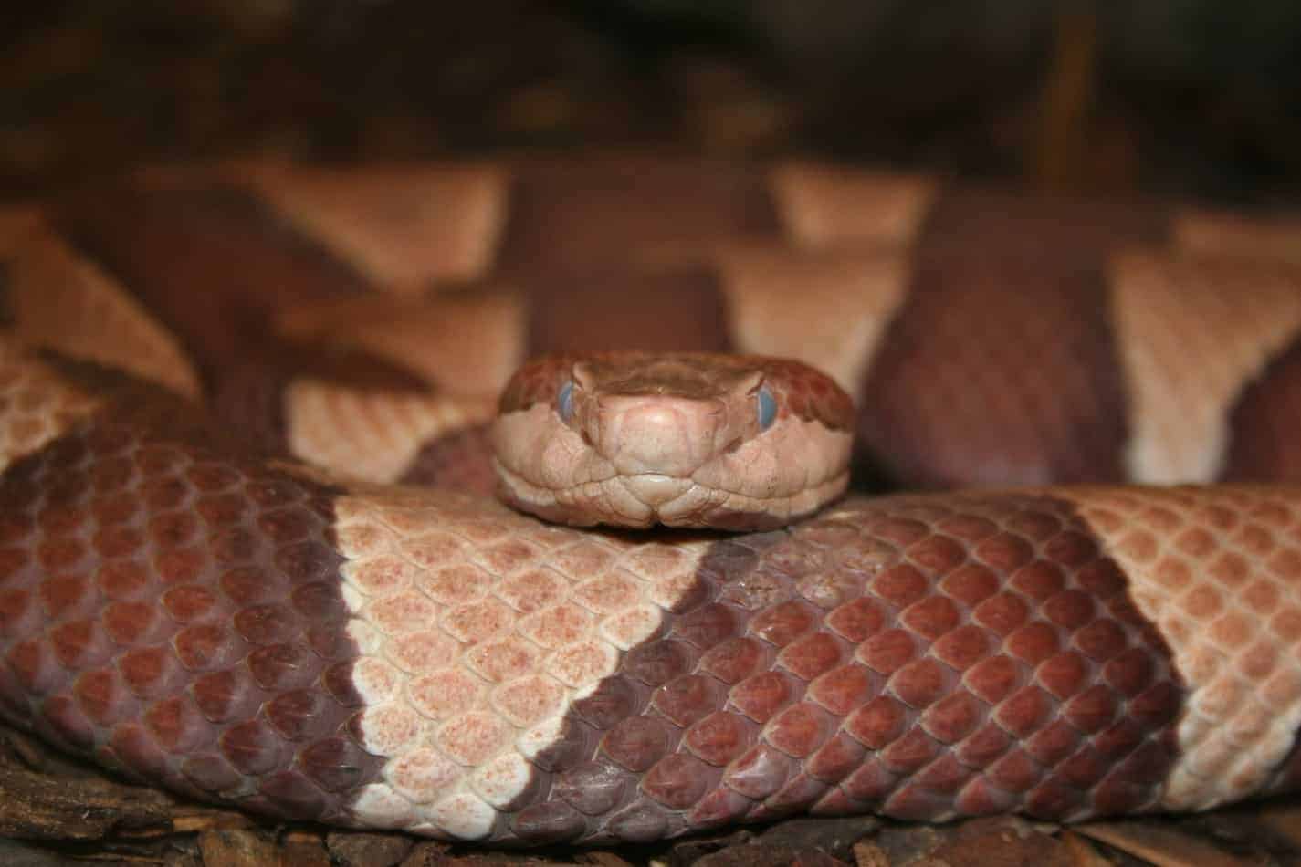Corn Snake Vs. Copperhead 10 Key Differences Explained! Embora Pets