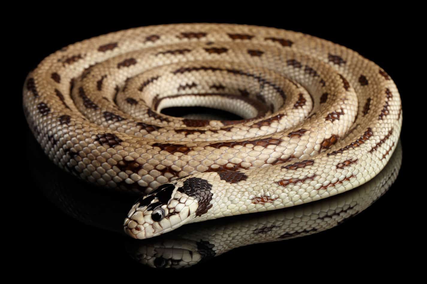 How Long Do King Snakes Get? (And How Long It Takes To Grow) Embora Pets
