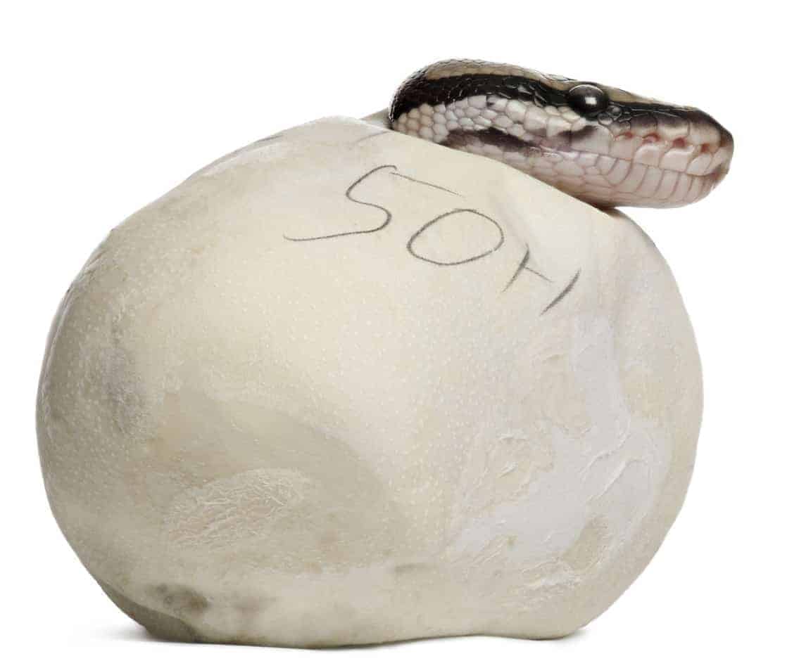 How Many Eggs Do Ball Pythons Lay, and How Many Survive? Embora Pets
