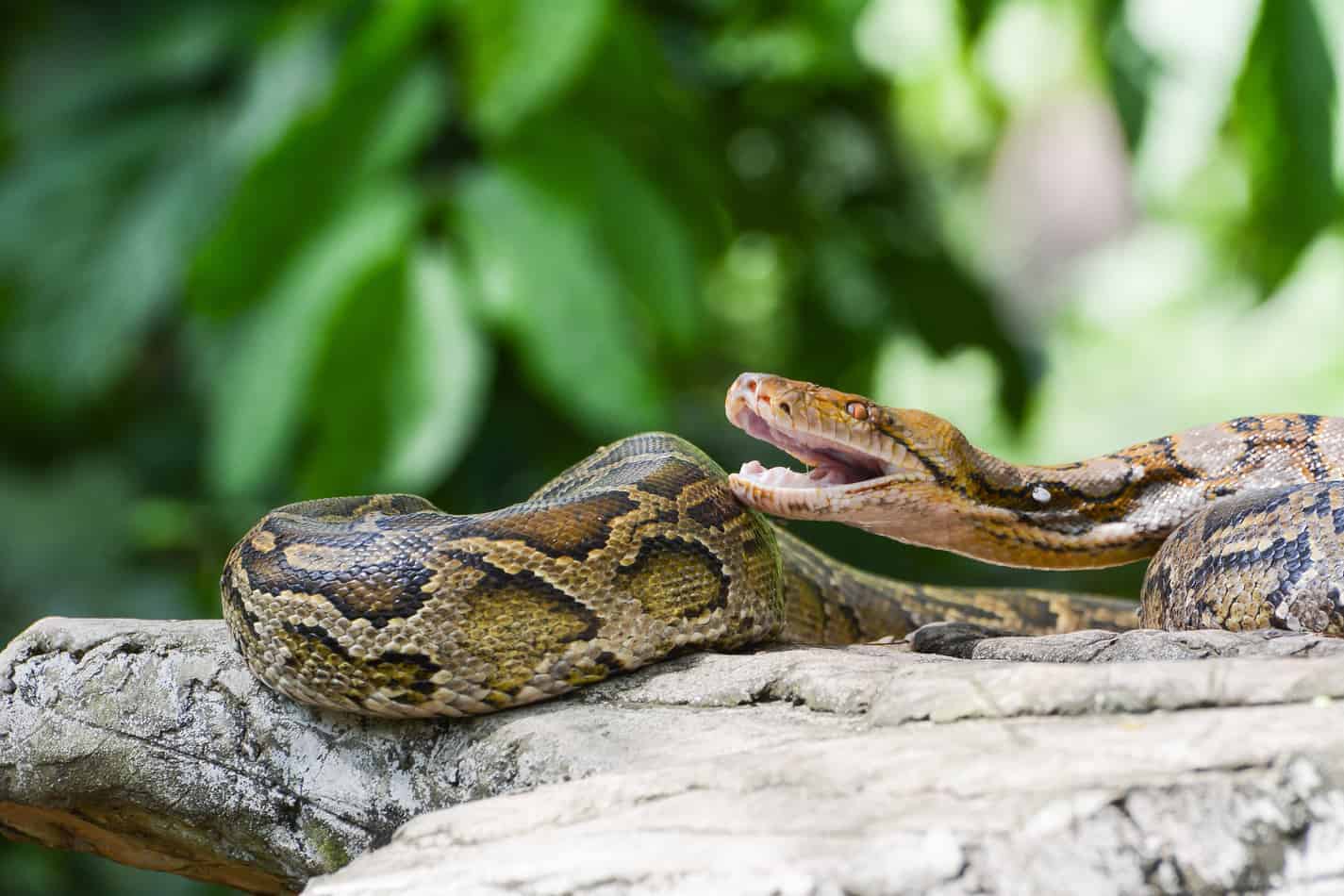 Reticulated Python Size