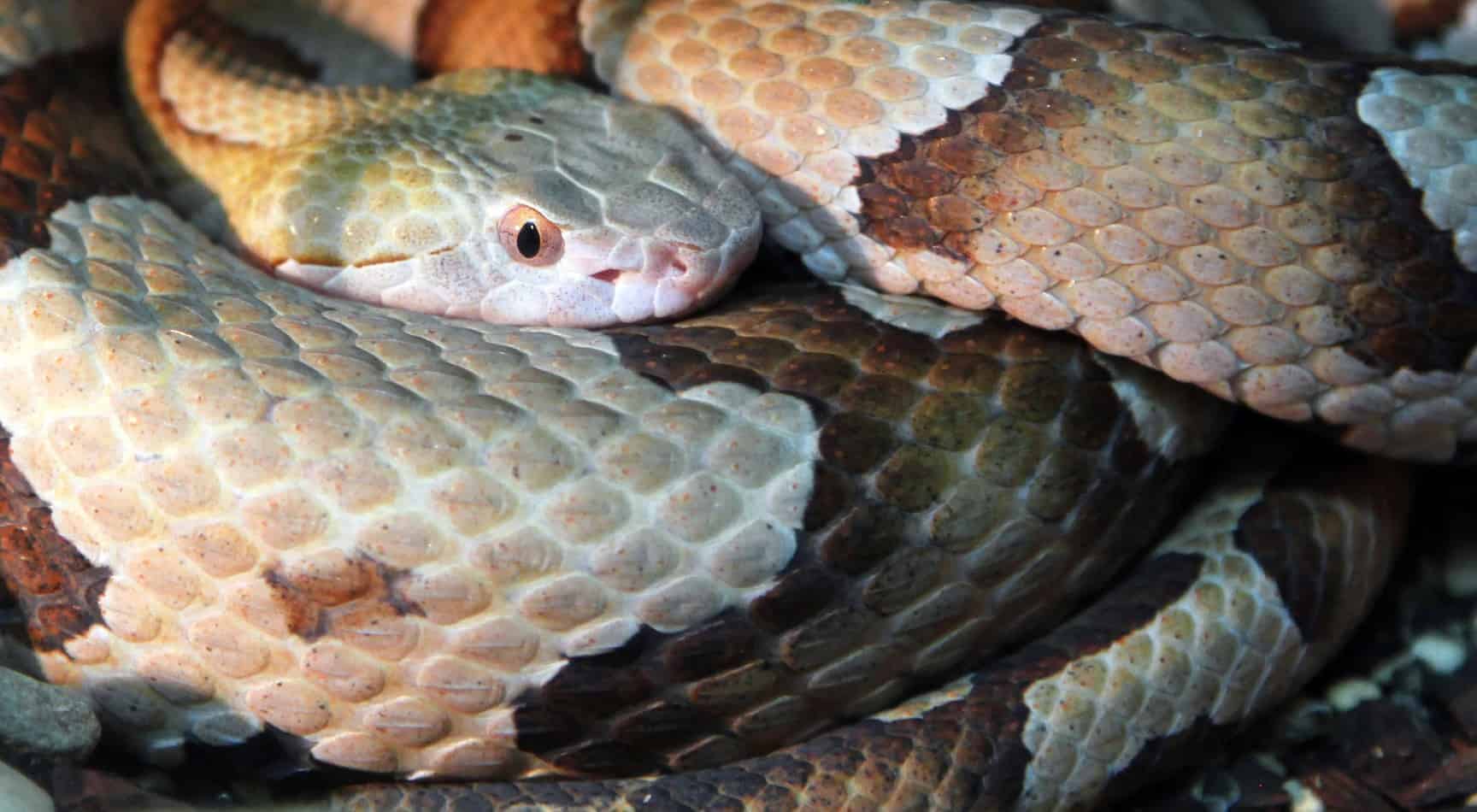 Are Copperhead Snakes Poisonous To Dogs