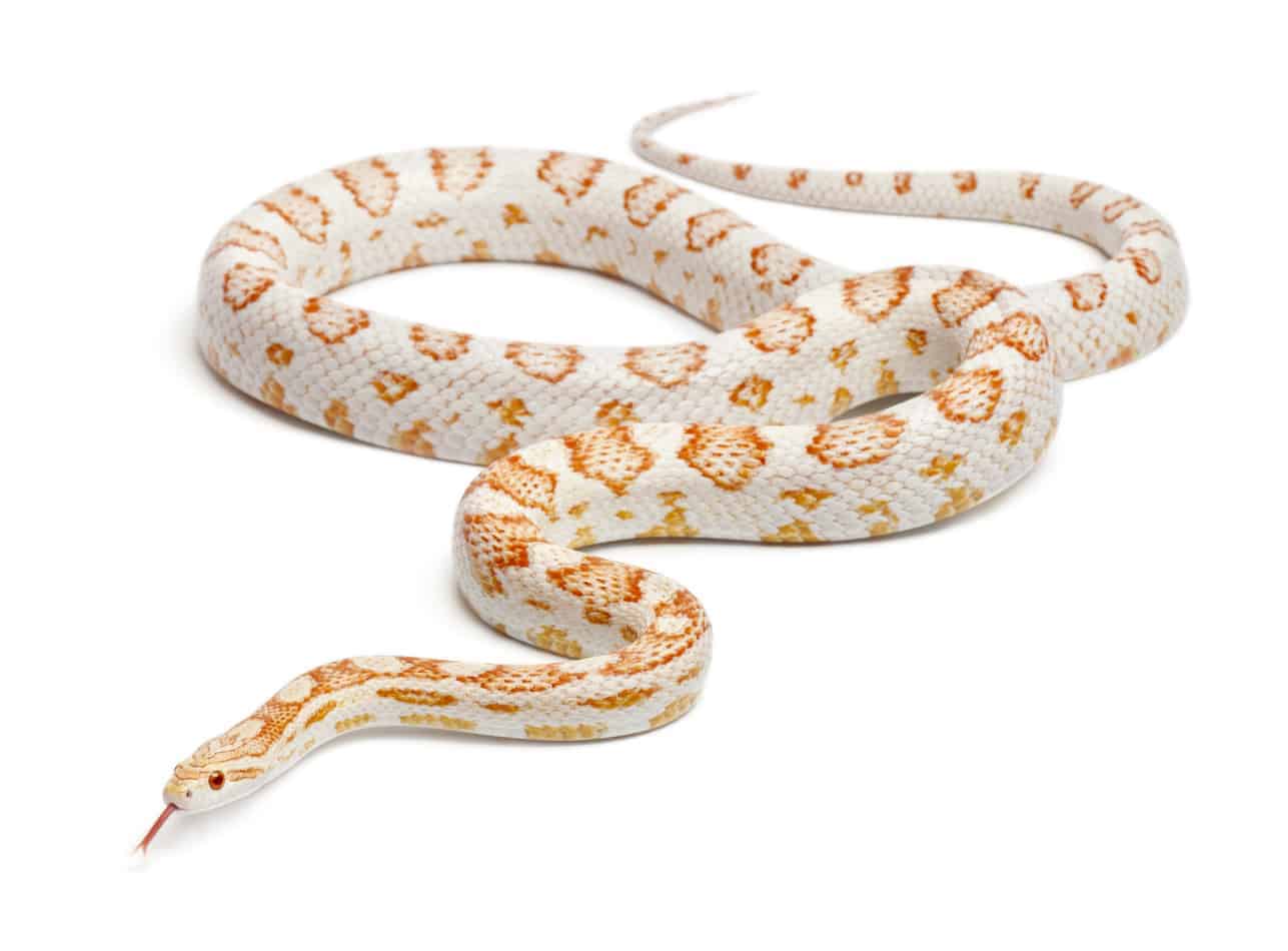 Most Popular Corn Snake Morphs (with Pictures and Facts) Embora Pets