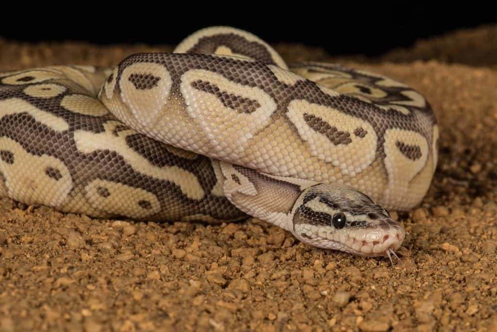 96 best ideas for coloring Ball Pythons Habitat