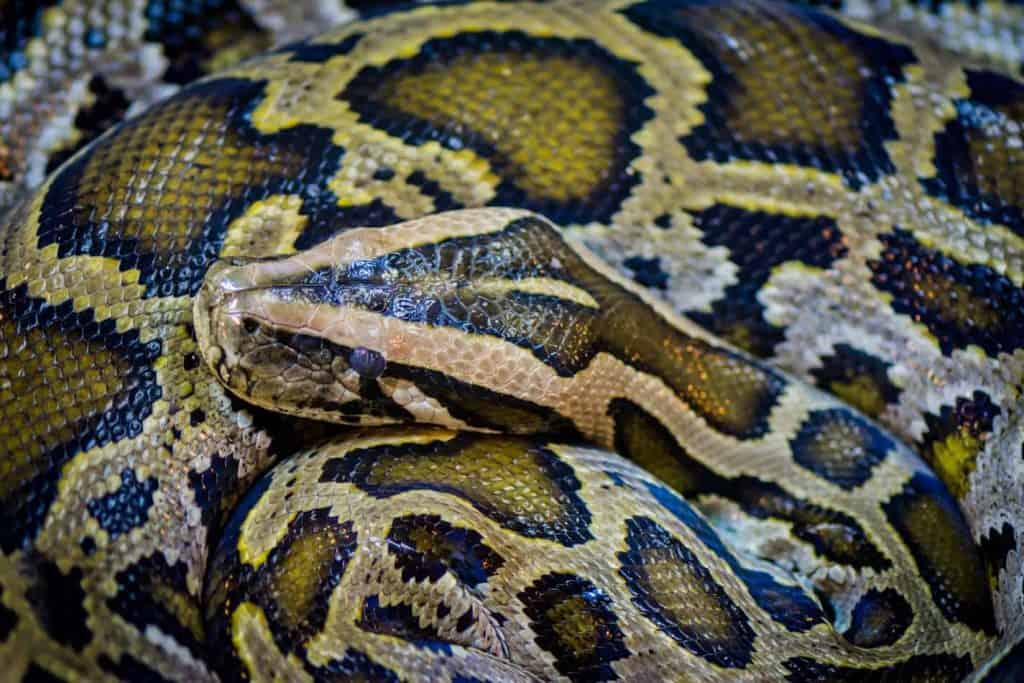 What's the Difference Between a Python and a Boa? Embora Pets