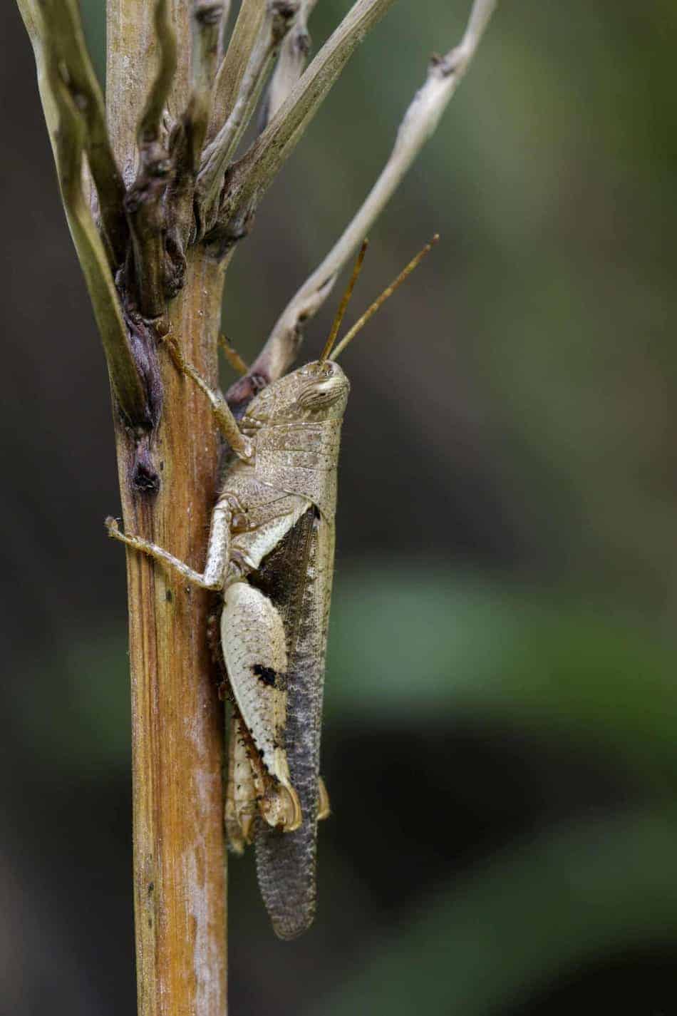 Can Rosy Boas Eat Crickets? Embora Pets