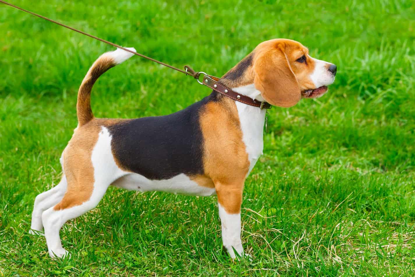 Are Beagles Good Service Dogs? Embora Pets