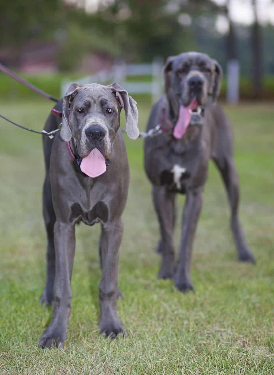 Are Great Dane Puppies Easy To Train