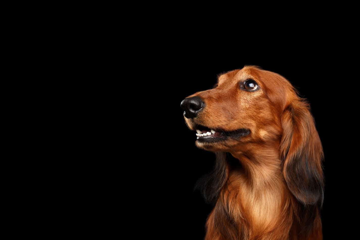 Why do Dachsunds cry? Embora Pets