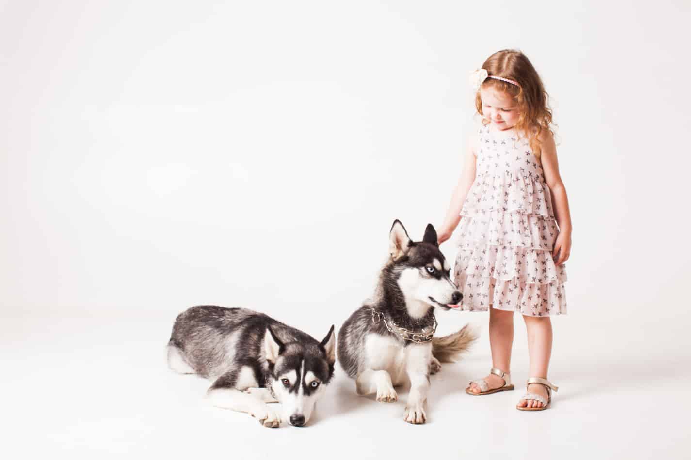 Are Huskies Hypoallergenic? Tips for Families with Allergies Embora Pets