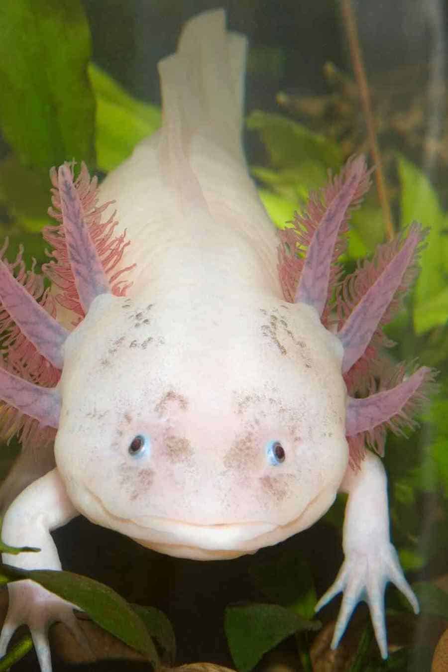 3 Axolotl as pets Embora Pets