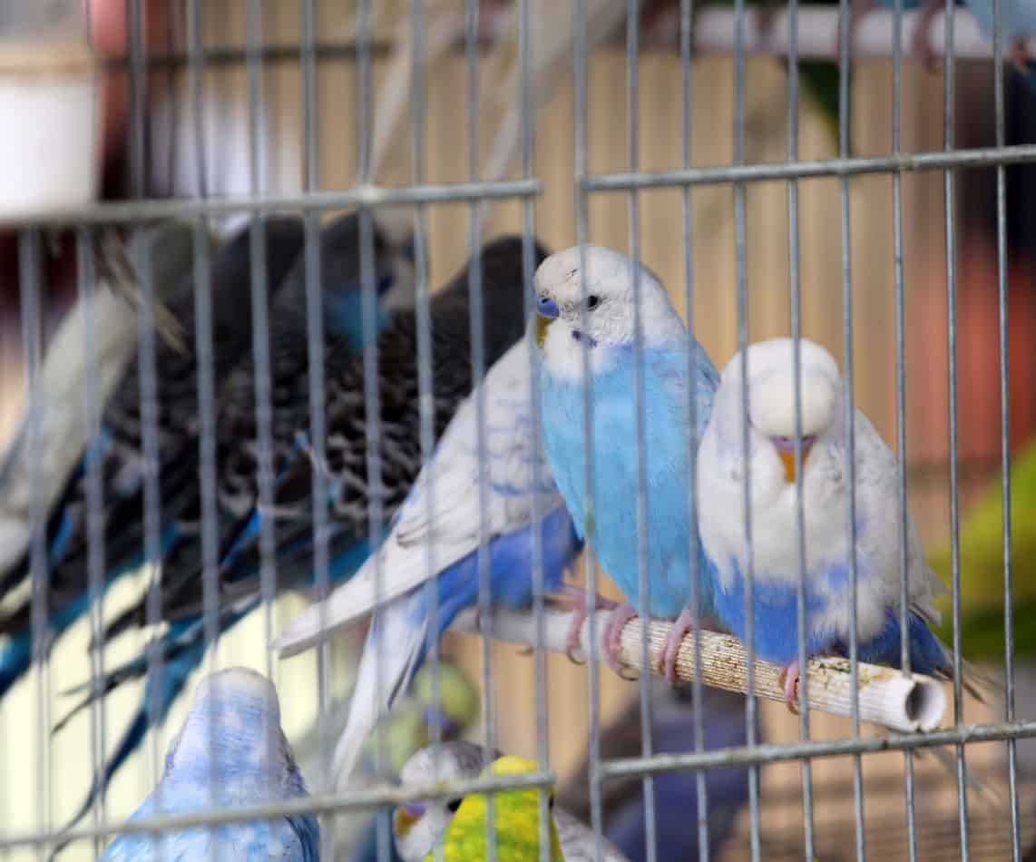 Petco Parakeets 9 Things They Won't Tell You InStore Embora Pets