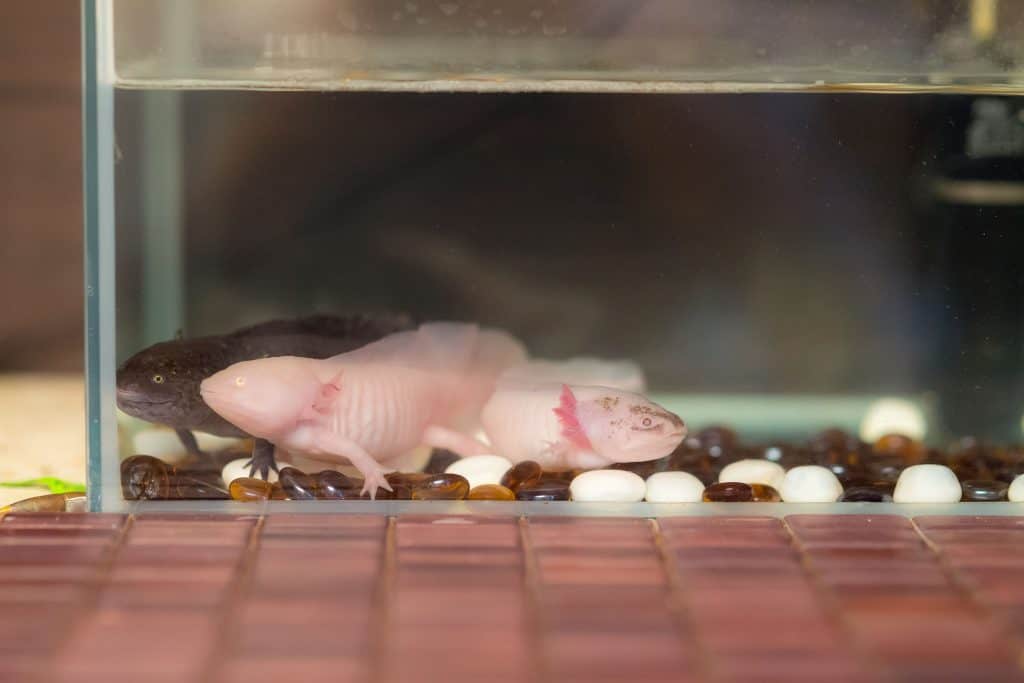How Much do Axolotls Cost? What about the Accessories? Embora Pets
