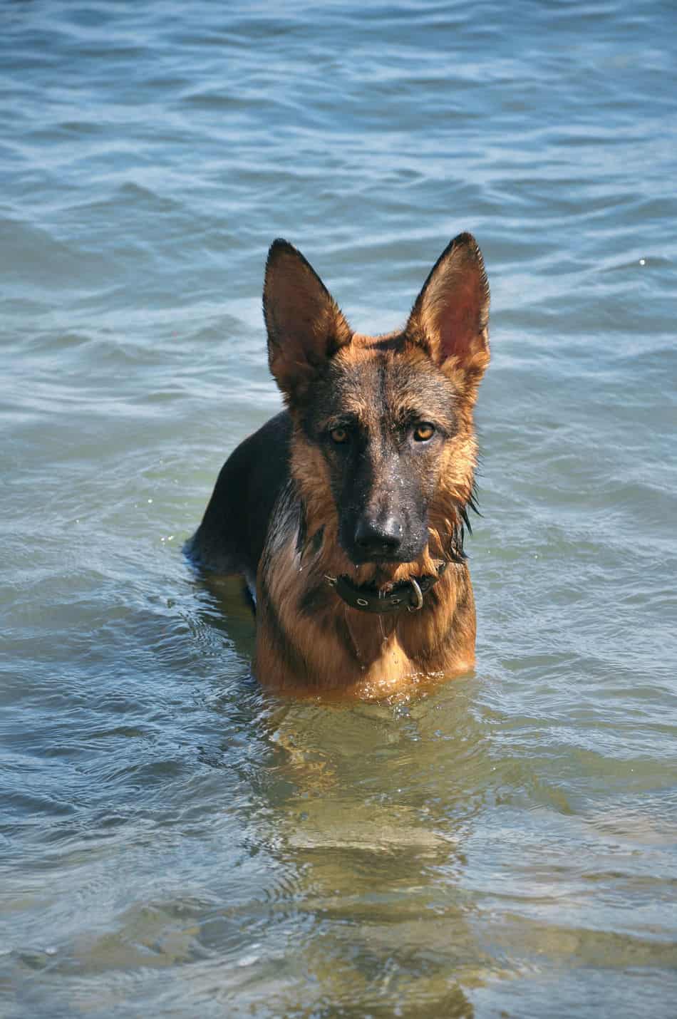Can German Shepherds Swim? Embora Pets