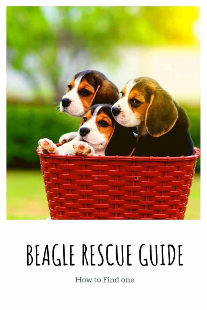 Beagle Rescue Guide How to Find One, and What it Will Be Like Embora